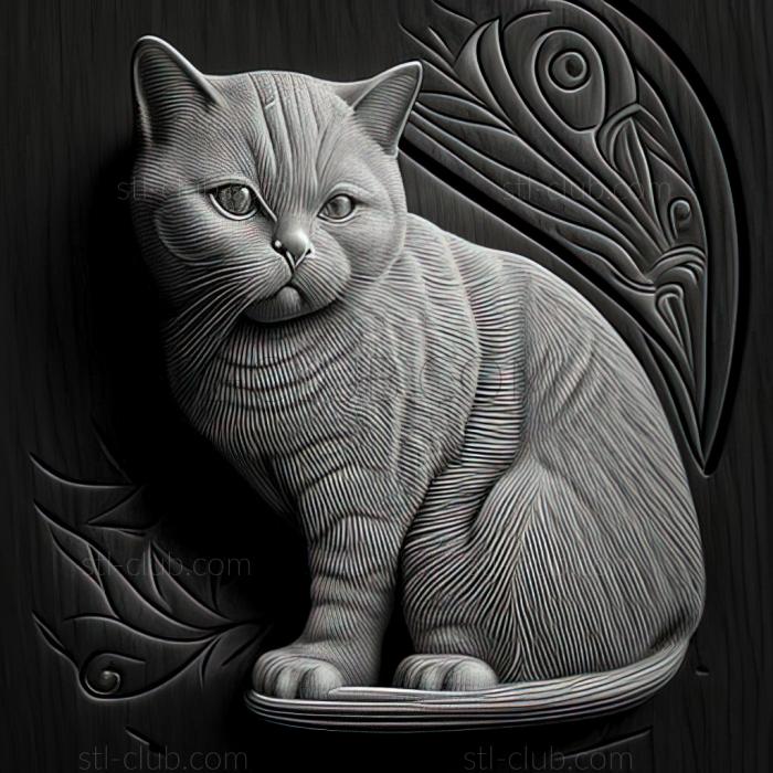 st British Shorthair cat